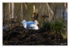 Dateiname=2025_04_Schwaene_Nestbau_08.jpg
Dateigröße=952KB
Abmessungen: 1200x829
hinzugefügt am: 06. April 2025 2025_04_Schwaene_Nestbau_08.jpg