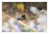 Dateiname=2025_07_Hummel_auf_Lavendel.jpg
Dateigröße=533KB
Abmessungen: 1200x833
hinzugefügt am: 17. Juli 2025 2025_07_Hummel_auf_Lavendel.jpg