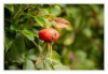 2025_07_Wanze_auf_Hibiskusfrucht.jpg