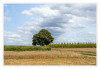 2025_08_Auf_dem_Feld.jpg