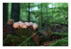 Dateiname=2025_10_Birnenstaeubling_01.jpg
Dateigröße=791KB
Abmessungen: 1200x831
hinzugefügt am: 16. Oktober 2025 2025_10_Birnenstaeubling_01.jpg