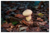 Dateiname=2025_10_Flaschen-Staeubling_02.jpg
Dateigröße=772KB
Abmessungen: 1200x815
hinzugefügt am: 15. Oktober 2025 2025_10_Flaschen-Staeubling_02.jpg