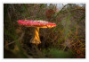 Dateiname=2025_10_Fliegenpilz_011.jpg
Dateigröße=846KB
Abmessungen: 1200x831
hinzugefügt am: 10. Oktober 2025 2025_10_Fliegenpilz_011.jpg