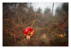 Dateiname=2025_10_Fliegenpilz_012.jpg
Dateigröße=832KB
Abmessungen: 1200x829
hinzugefügt am: 09. Oktober 2025 2025_10_Fliegenpilz_012.jpg