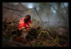 Dateiname=2025_10_Fliegenpilz_017.jpg
Dateigröße=667KB
Abmessungen: 1200x829
hinzugefügt am: 09. Oktober 2025 2025_10_Fliegenpilz_017.jpg