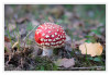 Dateiname=2025_10_Fliegenpilz_02.jpg
Dateigröße=754KB
Abmessungen: 1200x831
hinzugefügt am: 04. Oktober 2025 2025_10_Fliegenpilz_02.jpg