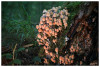 Dateiname=2025_10_Gemeine_Glimmertintling_02.jpg
Dateigröße=1092KB
Abmessungen: 1200x810
hinzugefügt am: 15. Oktober 2025 2025_10_Gemeine_Glimmertintling_02.jpg