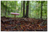 Dateiname=2025_10_Gemeine_Riesenschirmling_k_01.jpg
Dateigröße=697KB
Abmessungen: 1200x812
hinzugefügt am: 17. Oktober 2025 2025_10_Gemeine_Riesenschirmling_k_01.jpg
