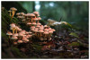 Dateiname=2025_10_Gruenblaettrige_Schwefelkopf_01.jpg
Dateigröße=771KB
Abmessungen: 1200x810
hinzugefügt am: 16. Oktober 2025 2025_10_Gruenblaettrige_Schwefelkopf_01.jpg