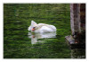 Dateiname=2025_10_Hoeckerschwan_01.jpg
Dateigröße=738KB
Abmessungen: 1200x829
hinzugefügt am: 21. Oktober 2025 2025_10_Hoeckerschwan_01.jpg