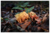 Dateiname=2025_10_Korallenpilze_02.jpg
Dateigröße=719KB
Abmessungen: 1200x813
hinzugefügt am: 14. Oktober 2025 2025_10_Korallenpilze_02.jpg