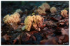 Dateiname=2025_10_Korallenpilze_03.jpg
Dateigröße=781KB
Abmessungen: 1200x811
hinzugefügt am: 14. Oktober 2025 2025_10_Korallenpilze_03.jpg