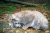 2025_11_Luchs_01.jpg