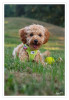 Dateiname=2026_07_Peach_ruht_02_k.jpg
Dateigröße=552KB
Abmessungen: 835x1200
hinzugefügt am: 16. Juli 2026 2026_07_Peach_ruht_02_k.jpg