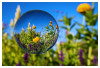 2026_08_LaGa_Blumen_03.jpg
