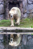 Dateiname=20_Zoom_Eisbaer_28Ursus_maritimus29_k_03.jpg
Dateigröße=876KB
Abmessungen: 800x1200
hinzugefügt am: 18. September 2022 20_Zoom_Eisbaer_28Ursus_maritimus29_k_03.jpg