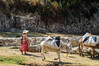Dateiname=2_Bolivien_Titicacasee_Sonneninsel_02.jpg
Dateigröße=1023KB
Abmessungen: 1200x800
hinzugefügt am: 26. November 2023 2_Bolivien_Titicacasee_Sonneninsel_02.jpg