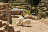 Dateiname=2_Bolivien_Titicacasee_Sonneninsel_Alpaka_10.jpg
Dateigröße=1276KB
Abmessungen: 1200x800
hinzugefügt am: 28. November 2023 2_Bolivien_Titicacasee_Sonneninsel_Alpaka_10.jpg