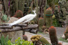 Dateiname=2_Kakteengarten_Giardini_Ravino_Pfau_01.jpg
Dateigröße=869KB
Abmessungen: 1200x800
hinzugefügt am: 20. Juni 2022 2_Kakteengarten_Giardini_Ravino_Pfau_01.jpg