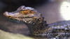 Dateiname=2_Nanne_Terrazoo_Kleiner_Glattstirnkaiman_k_06.jpg
Dateigröße=666KB
Abmessungen: 1200x675
hinzugefügt am: 11. Oktober 2024 2_Nanne_Terrazoo_Kleiner_Glattstirnkaiman_k_06.jpg