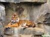 Dateiname=2_Sumatra-Tiger_01.jpg
Dateigröße=884KB
Abmessungen: 1200x900
hinzugefügt am: 26. Juli 2023 2_Sumatra-Tiger_01.jpg