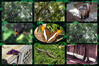Dateiname=3_Argentinien_Iguazuwasserfaelle_Tiere_Collage_01.jpg
Dateigröße=1271KB
Abmessungen: 1200x800
hinzugefügt am: 08. November 2023 3_Argentinien_Iguazuwasserfaelle_Tiere_Collage_01.jpg