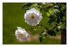 Dateiname=3_Schloss_Wickrath_Rosen.jpg
Dateigröße=596KB
Abmessungen: 1200x830
hinzugefügt am: 17. August 2024 3_Schloss_Wickrath_Rosen.jpg