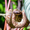 Dateiname=4_1_Roland_Boa_Constrictor.jpg
Dateigröße=1213KB
Abmessungen: 1200x1200
hinzugefügt am: 11. Oktober 2024 4_1_Roland_Boa_Constrictor.jpg