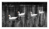 Dateiname=4_Gaense_CK_01.jpg
Dateigröße=601KB
Abmessungen: 1200x716
hinzugefügt am: 11. November 2024 4_Gaense_CK_01.jpg