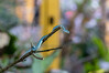 Dateiname=4_Nanne_Terrazoo_Blaue_Lanzenotter_02.jpg
Dateigröße=712KB
Abmessungen: 1200x800
hinzugefügt am: 11. Oktober 2024 4_Nanne_Terrazoo_Blaue_Lanzenotter_02.jpg