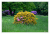 5Schloss_Heltorf_Rhododendron_Landschaft_05.jpg