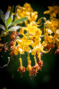 6Schloss_Heltorf_Rhododendron_04.jpg