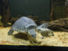 Dateiname=6_Gerd_Schildkrotenim_Wasser_offensichtlich_Wasserschildkroten.jpg
Dateigröße=859KB
Abmessungen: 1200x900
hinzugefügt am: 11. Oktober 2024 6_Gerd_Schildkrotenim_Wasser_offensichtlich_Wasserschildkroten.jpg