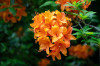 7Schloss_Heltorf_Rhododendron_12.jpg