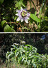 Dateiname=7_Blumen.jpg
Dateigröße=1382KB
Abmessungen: 851x1200
hinzugefügt am: 09. Juni 2023 7_Blumen.jpg