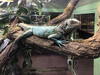 Dateiname=7_jo_Leguan_10.jpg
Dateigröße=1121KB
Abmessungen: 1200x900
hinzugefügt am: 11. Oktober 2024 7_jo_Leguan_10.jpg
