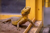 Dateiname=8_Nanne_Terrazoo_Bartargame_01.jpg
Dateigröße=781KB
Abmessungen: 1200x800
hinzugefügt am: 11. Oktober 2024 8_Nanne_Terrazoo_Bartargame_01.jpg