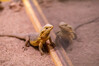 Dateiname=8_Nanne_Terrazoo_Bartargame_06.jpg
Dateigröße=881KB
Abmessungen: 1200x800
hinzugefügt am: 11. Oktober 2024 8_Nanne_Terrazoo_Bartargame_06.jpg