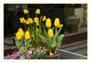 Aachen_Fruehlingsblumen_01.jpg