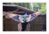 Dateiname=Abflug_Pfau_01.jpg
Dateigröße=656KB
Abmessungen: 1200x845
hinzugefügt am: 23. Juli 2026 Abflug_Pfau_01.jpg