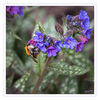 Dateiname=Ackerhummel_q_02.jpg
Dateigröße=466KB
Abmessungen: 850x850
hinzugefügt am: 06. April 2018 Ackerhummel_q_02.jpg