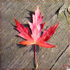 Dateiname=Ahornblatt_rot.jpg
Dateigröße=791KB
Abmessungen: 850x850
hinzugefügt am: 07. September 2014 Ahornblatt_rot.jpg