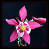 Dateiname=Akelei_q_07.jpg
Dateigröße=472KB
Abmessungen: 850x850
hinzugefügt am: 24. Mai 2013 Akelei_q_07.jpg