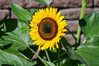 Dateiname=Alles_was_blueht_2C2CSonnenblume22_R.jpg
Dateigröße=931KB
Abmessungen: 1200x800
hinzugefügt am: 16. August 2021 Alles_was_blueht_2C2CSonnenblume22_R.jpg