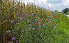Dateiname=Alles_was_blueht_Am_Wegesrand_N.jpg
Dateigröße=975KB
Abmessungen: 1200x739
hinzugefügt am: 17. August 2021 Alles_was_blueht_Am_Wegesrand_N.jpg