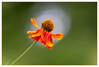 Dateiname=Alles_was_blueht_Oranges_Bluemchen_k_01.jpg
Dateigröße=590KB
Abmessungen: 1200x815
hinzugefügt am: 05. August 2021 Alles_was_blueht_Oranges_Bluemchen_k_01.jpg