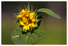 Dateiname=Alles_was_blueht_Sonnenblume.jpg
Dateigröße=641KB
Abmessungen: 1200x815
hinzugefügt am: 16. August 2021 Alles_was_blueht_Sonnenblume.jpg