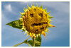 Dateiname=Alles_was_blueht_Und_tschuess.jpg
Dateigröße=811KB
Abmessungen: 1200x816
hinzugefügt am: 31. August 2021 Alles_was_blueht_Und_tschuess.jpg