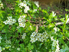 Alles_was_blueht_Weissdorn_28Crataegus_monogyna29_N.jpg