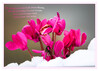 Dateiname=Alpenveilchen_im_Schnee_k_02.jpg
Dateigröße=386KB
Abmessungen: 850x610
hinzugefügt am: 05. Dezember 2023 Alpenveilchen_im_Schnee_k_02.jpg